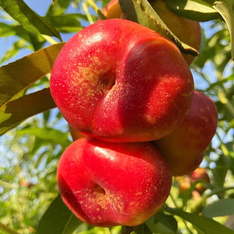 新品种嫁接黄心油蟠桃树苗特大早熟桃树果苗盆栽地栽南方北方种植