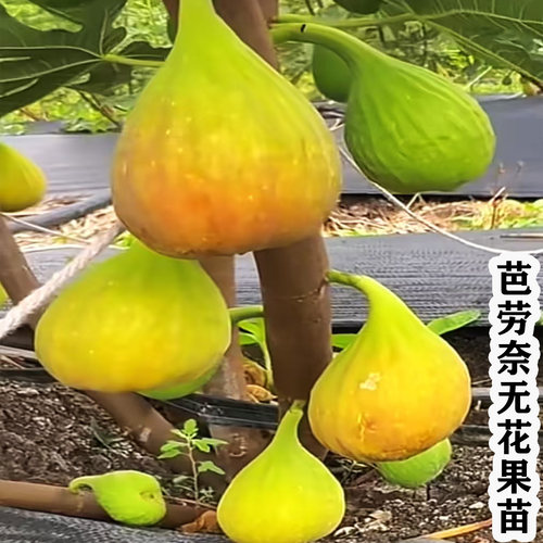 特大无花果苗当年结果南北可种