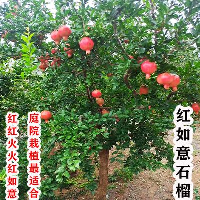 嫁接红如意软籽石榴树苗