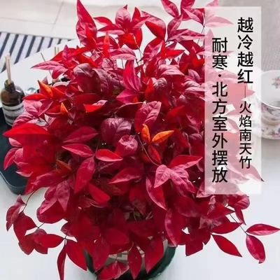 【下单立减50】火焰南天竹四季不落叶的庭院天气越冷叶片越红JH