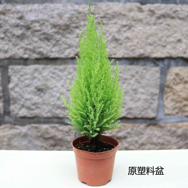 香冠柏盆栽香松圣诞小松树皮球松图片