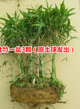 竹子盆栽慈孝竹风竹子苗孝顺竹
