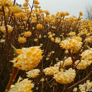庭院花卉梦花树苗结香花苗黄瑞香盆栽打结花树梦冬花喜花耐寒北方