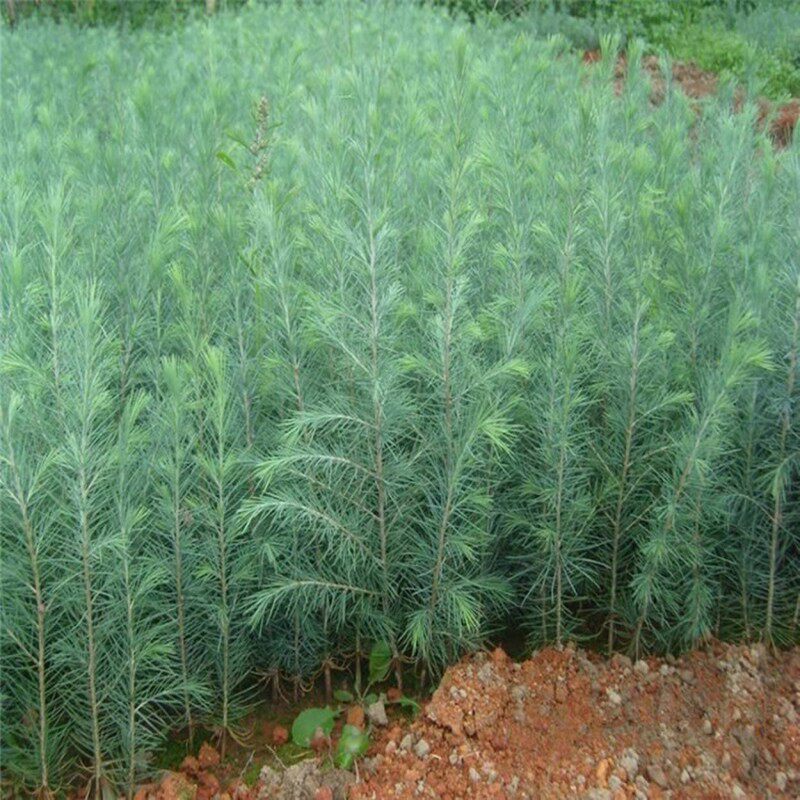 雪松南方北方种植黑松树苗四季常青树苗庭院盆栽地栽绿化树苗盆景