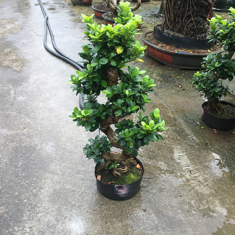 金钱榕树S型盆景植物室内外绿植树桩大型金钱榕盆栽前台客厅商场