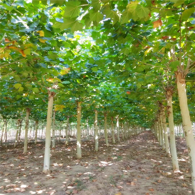 法国梧桐树庭院行道树耐寒好养