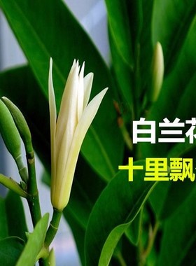 白玉兰树苗白兰花盆栽白兰花苗木兰花黄桷兰树苗室内浓香花卉绿植