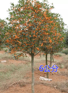 实生桂花树苗盆栽植物大树庭院