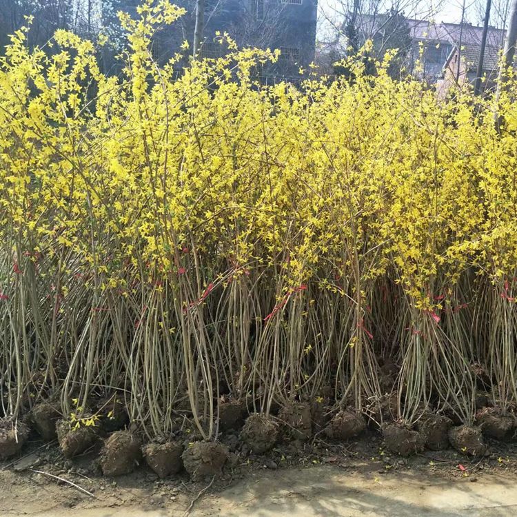 迎春花连翘盆景绿植盆栽庭院苗植物迎春花苗花卉苗木花卉黄老虎苗