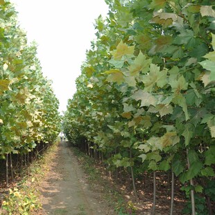 速生法桐园林绿化苗木行道树苗植物花卉法桐苗法国梧桐苗法桐树苗