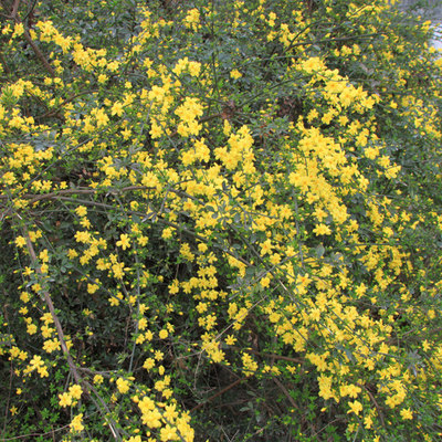 爬藤护坡蔷薇月季迎春花绣线菊