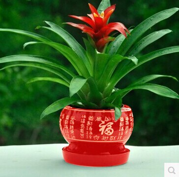 小红星办公室内植物鸿运当头盆景花卉盆栽凤梨净化空气桌面摆件