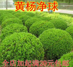 小叶黄杨苗瓜子绿化苗南方北方种植黄杨庭院别墅花镜地栽盆景素材