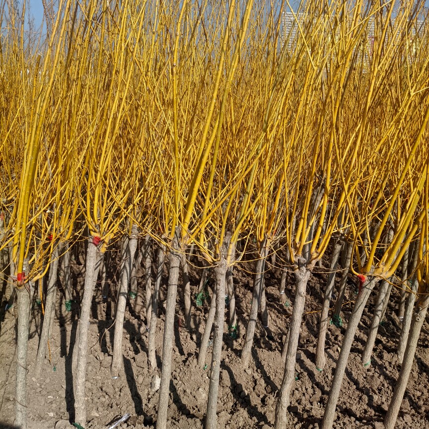 国槐树苗黄金槐树苗国槐小苗庭院耐寒耐旱绿化苗木行道树槐树花镜