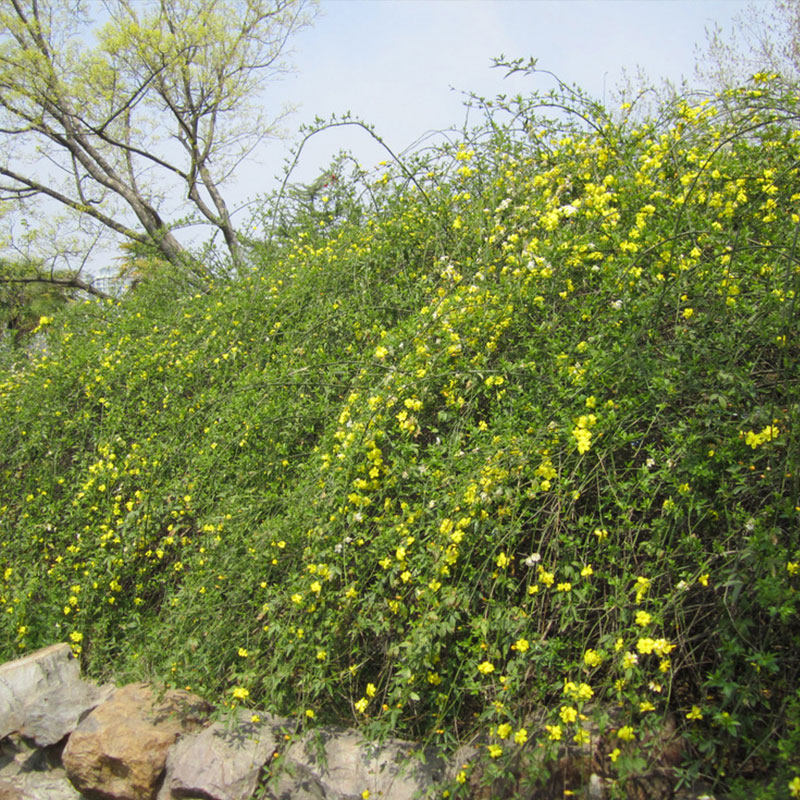 迎春花树苗盆景探春花庭院盆栽攀援爬藤垂吊连翘黄老虎金腰带耐寒,鲜花速递/花卉仿真/绿植园艺,时令草本花卉,淘宝优惠券,粉丝福利购,淘宝优惠卷