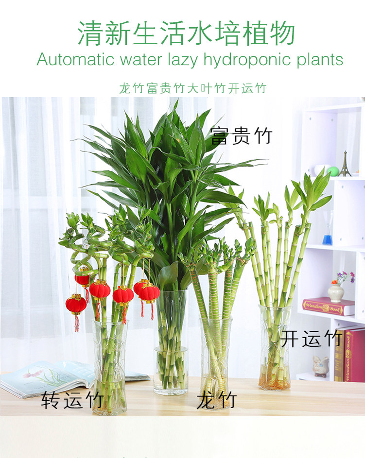 富贵转运竹开运竹观音竹大叶竹弯竹招财水培植物室内盆栽清新空气
