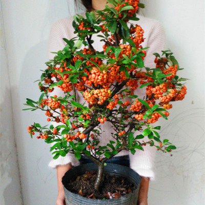 火棘沙棘盆景盆栽树桩老桩绿植观花观果植物阳台客厅庭院当年挂果,鲜花速递/花卉仿真/绿植园艺,时令草本花卉,淘宝优惠券,粉丝福利购,淘宝优惠卷