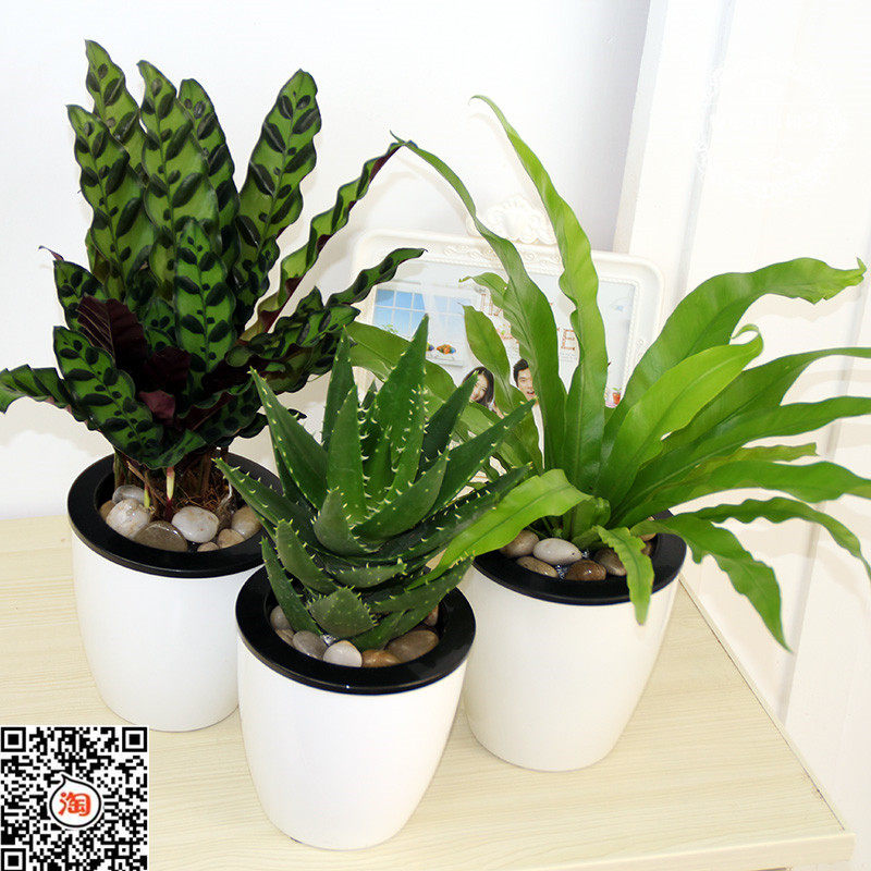 绿植盆栽芦荟九里香铁线蕨办公室内桌面花卉吊兰绿萝文竹花草盆景