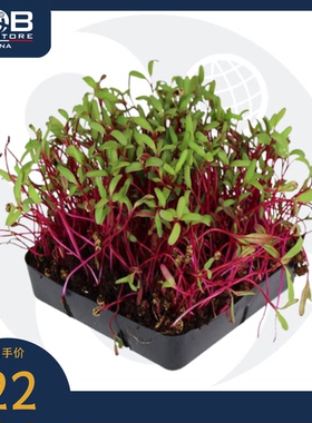 贝博农场底特律深红甜菜苗 30g Detroit Dark Red Beetroot