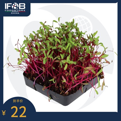贝博农场底特律深红甜菜苗 30g Detroit Dark Red Beetroot