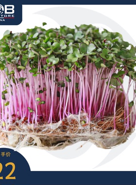 贝博农场红甘蓝苗 30g Red cabbage