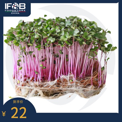 贝博农场红甘蓝苗 30g Red cabbage