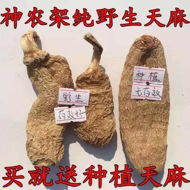 深山农家收购野生天麻头晕赤麻新鲜特级神农架云南昭通中药材500g