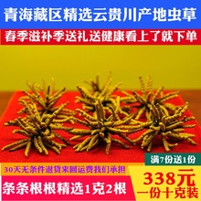 虫草干货正品10g 新疆阿勒泰特产高档礼盒装包装无断草 冬虫夏草