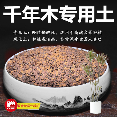 千年木专用土赤玉土风化土颗粒土酸性土红土专用肥玉肥营养土