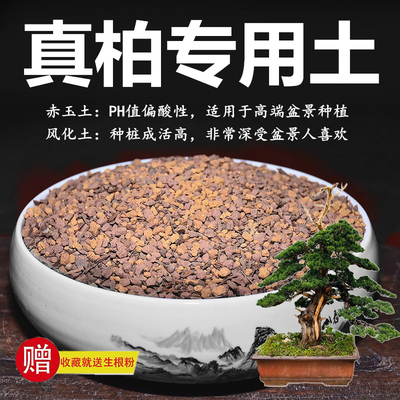 真柏专用土柏树土赤玉土风化土风化石颗粒土酸性土红土专用肥玉肥