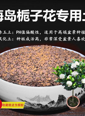 海岛栀子花专用土赤玉土风化土