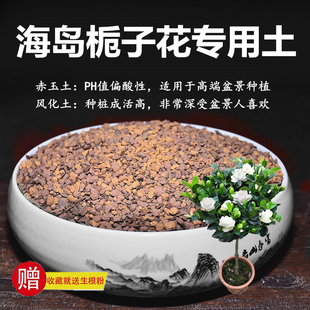 海岛栀子花专用土赤玉土风化土风化石颗粒土酸性土红土专用肥玉肥