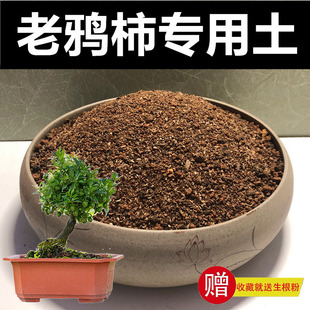 老鸦柿专用土营养土颗粒土种植土风化土红沙土酸性盆景土赤玉土