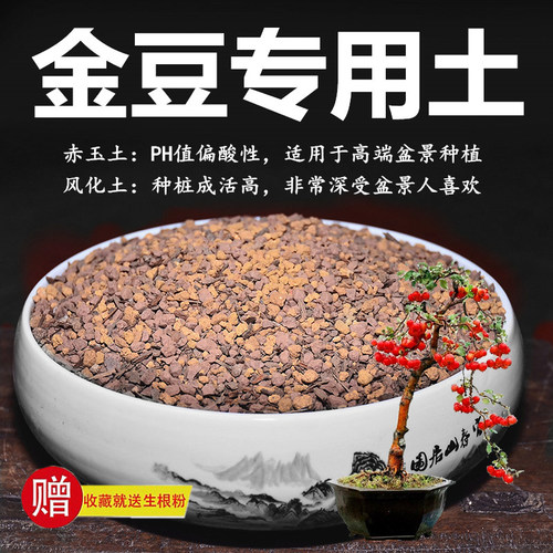 金豆专用土赤玉土风化土