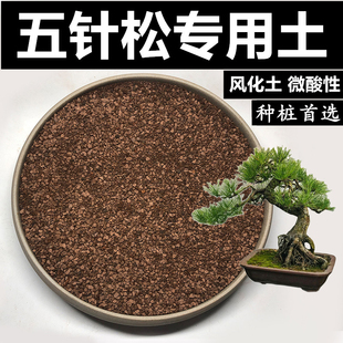 五针松土松树土黑松黄山松风化土红土酸性土盆景土赤玉土专用土