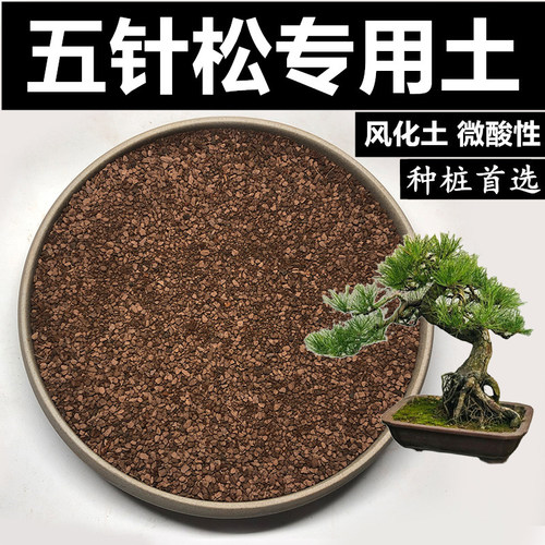 风化土专用土赤玉土松树土松树土