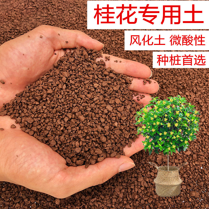 桂花风化土专用土种植土图片