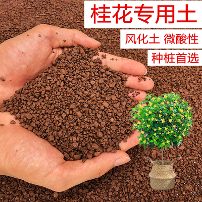 桂花风化土专用土种植土