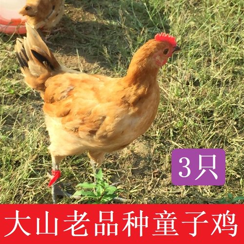 没打鸣小公鸡童子鸡，也有小母鸡