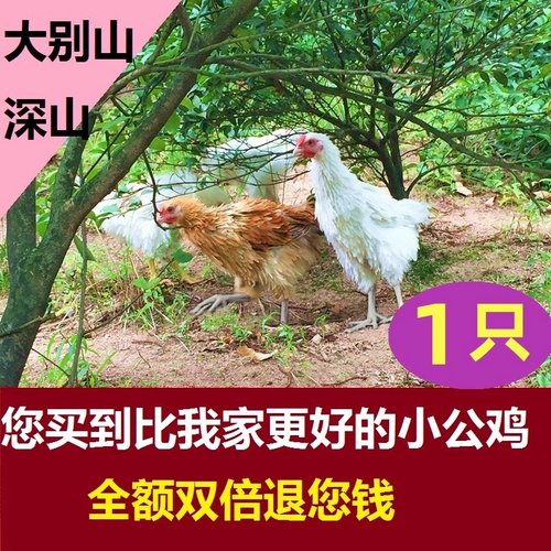 1只农家散养没打鸣童子鸡小公鸡