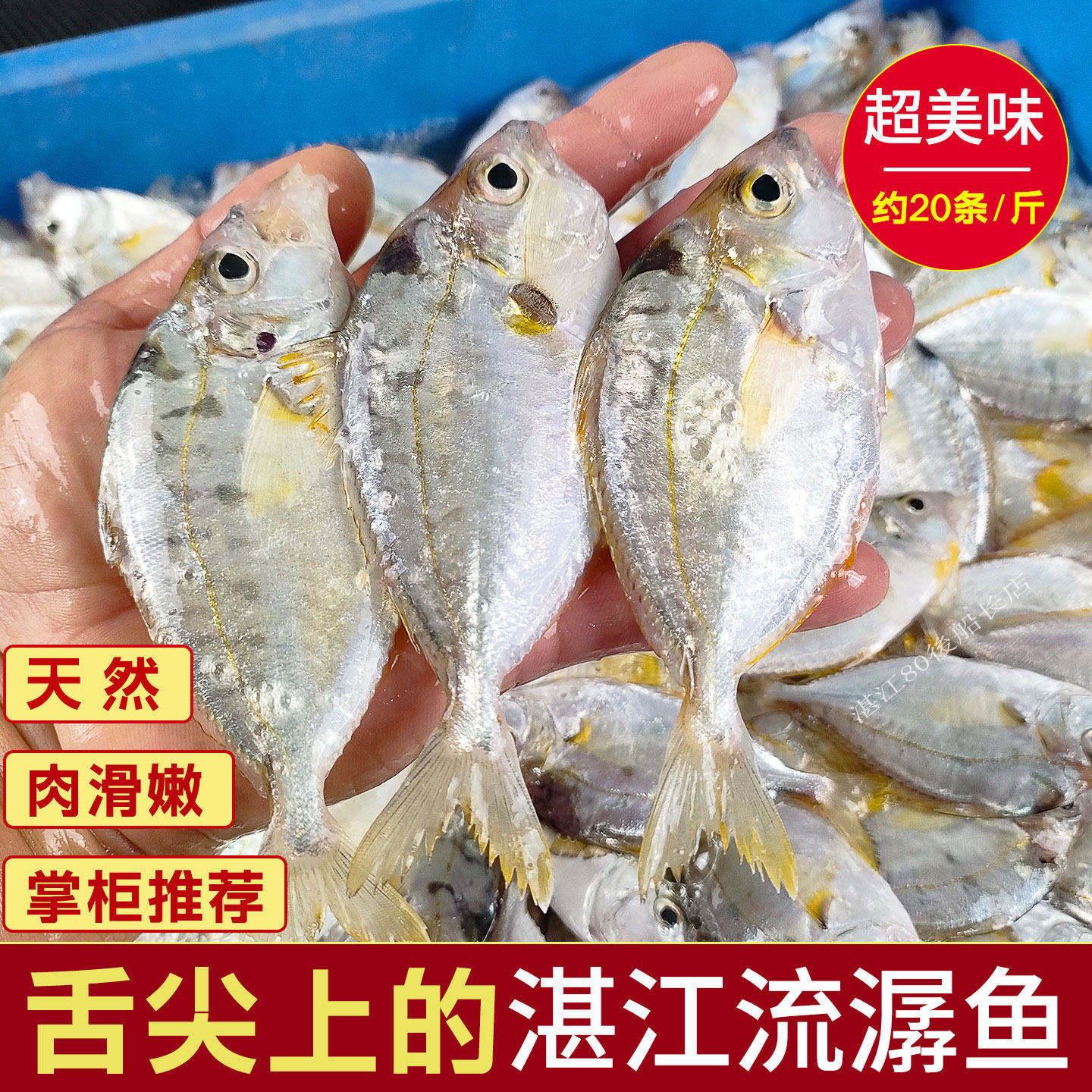 湛江海鲜流潺仔鱼鲜活海捕油叶鱼新鲜冷冻油立仔叶子鱼生鲜金钱仔