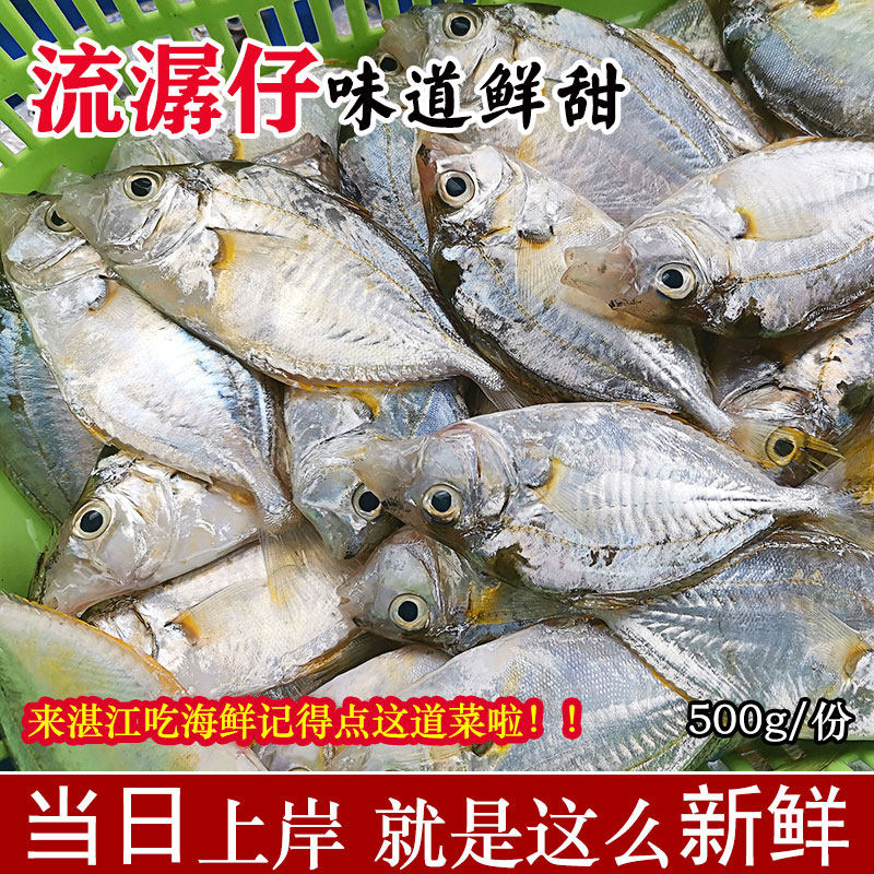 湛江海鱼 新鲜海捕活鱼小海鱼鲜活冷冻鱼类深海鱼生鲜水产流潺仔