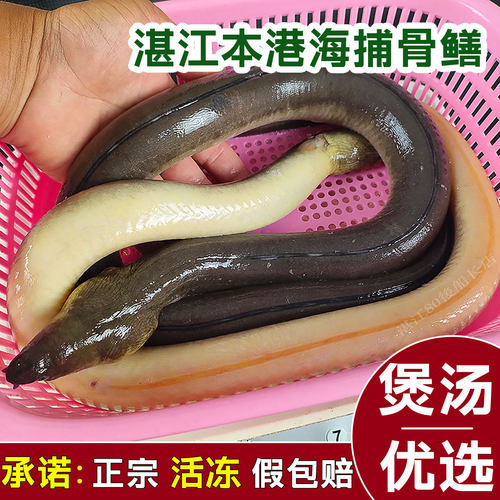 海捕土龙骨鳝活冻骨鳗