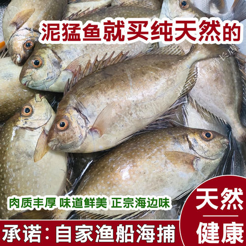 湛江海鲜海捕秋叶子鱼泥猛鱼臭肚