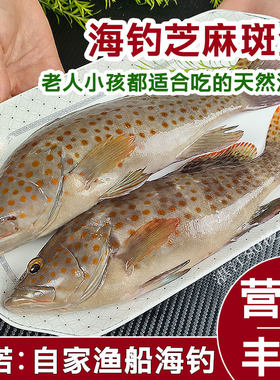 鲜活海钓深海鱼石斑鱼芝麻斑青斑
