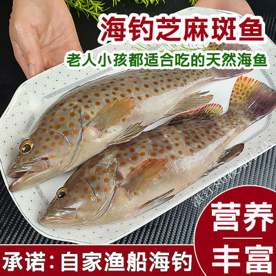 鲜活海钓深海鱼石斑鱼芝麻斑青斑
