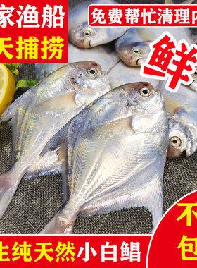 鲳鱼鲜活野生小银鲳鱼海捕平鱼仓鱼扁鱼新鲜湛江海鲜特产小白鲳鱼