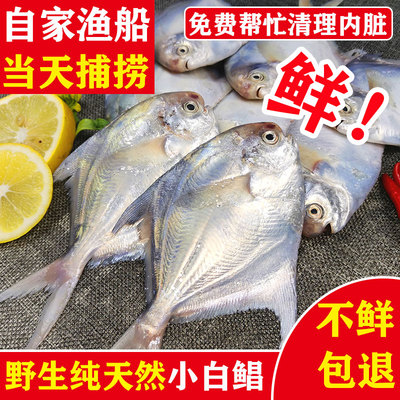 鲳鱼鲜活野生小银鲳鱼海捕平鱼仓鱼扁鱼新鲜湛江海鲜特产小白鲳鱼
