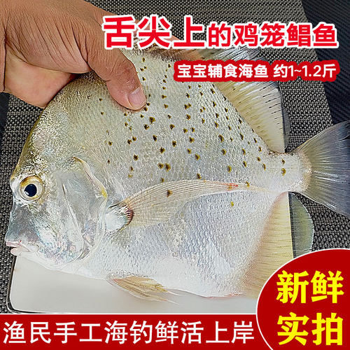 湛江海鲜特产网捕芝麻鲳鱼鸡笼鲳