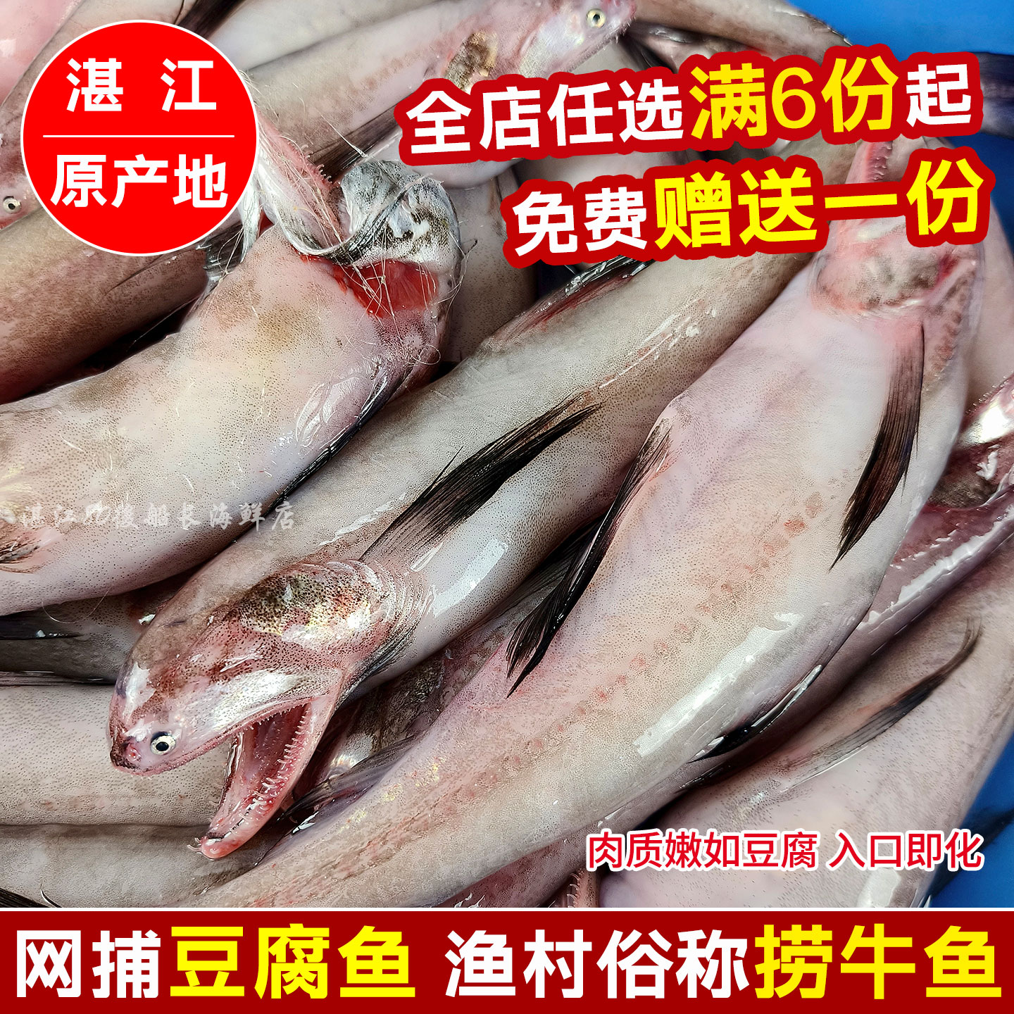 湛江海捕捞牛鱼新鲜豆腐鱼龙头鱼九肚鱼水潺冰鲜海鱼现捕海鲜食材
